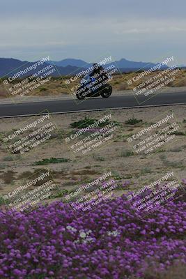 media/Jan-14-2023-SoCal Trackdays (Sat) [[497694156f]]/Turn 14 Exit Bloomig (145pm)/